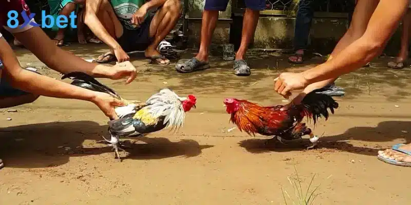 Đá gà cựa dao - Trải nghiệm các trận đấu kịch tính, hấp dẫn 2 các trận đá gà cựa dao thường diễn ra nhanh từ 5 đến 15 phút